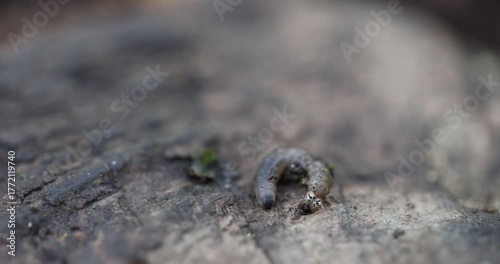 An extreme macro video focusing on a pale-grey, C-shaped Beetle Larva (Grub) resting on a piece of dark, textured, decaying wood or soil, highlighting its fleshy body segments and hard, dark head caps