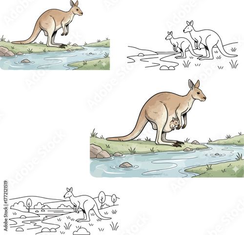 kangaroo