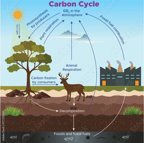 Carbon Cycle Illustration Showing Natural Process of Carbon Movement in Ecosystem