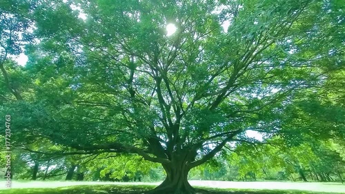 緑の木　太陽光