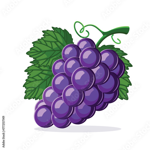 Grape fruit vector illustration design