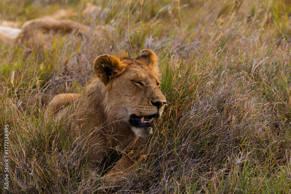 Naklejka premium Serengeti National Park, Tanzania: Young Lion Resting in Tall Grass at Golden Hour