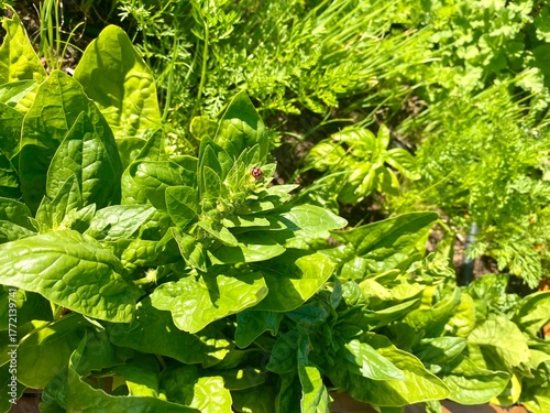 Bright green vegetable plant leaves with a small ladybug image for background use