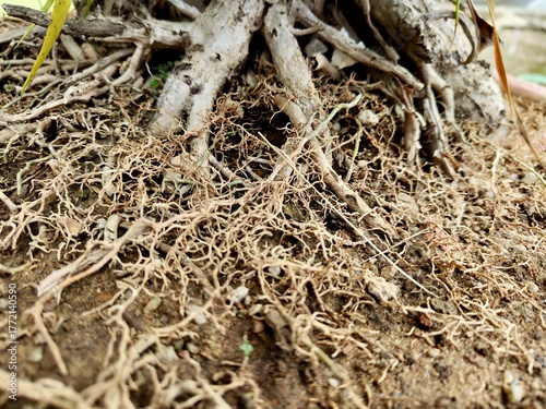 Fotografie A complex network of tangled, exposed tree roots and fine rootlets grips the dry, earthy soil of a potted plant, showcasing intricate natural texture