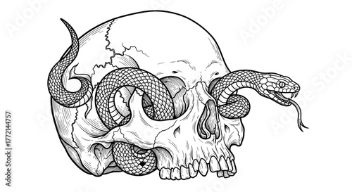 A skull with a snake wrapped around it