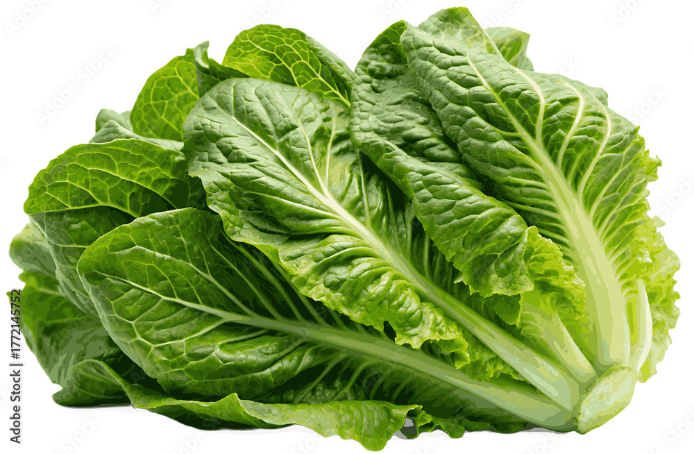 Fototapeta premium Romaine lettuce on white
