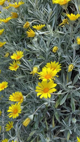 yellow Gazania rigens flowers in full bloom growing outdoors in the garden