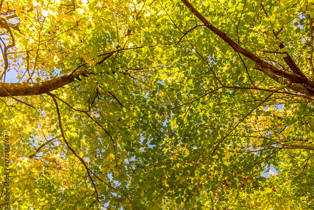 Fototapeta premium Colorful fall leaves Ottawa Autumn