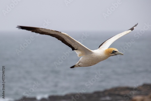 A Cape gannet soars above the Atlantic ocean on the West coast of South Africa