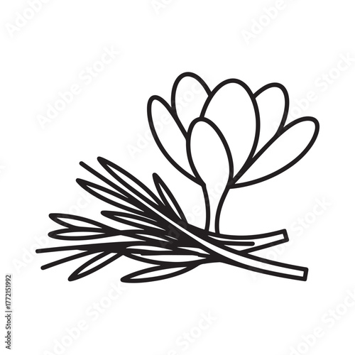 Hand drawn illustration of a crocus flower with rosemary sprigs