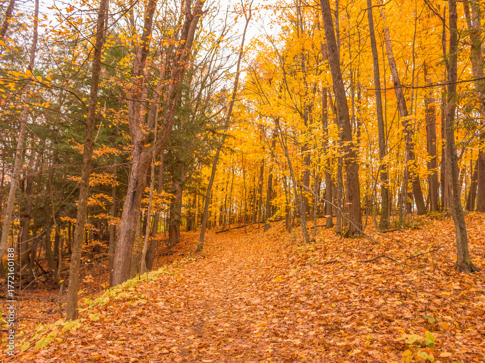 Obraz premium Colorful fall leaves Ottawa Autumn