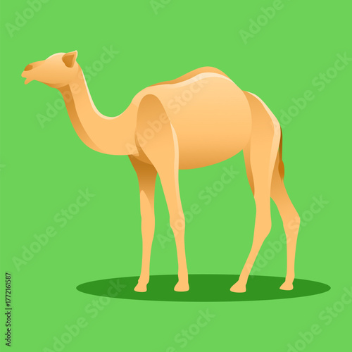 CAMEL GREEN SCREEN ANIMAL QURBAN VECTOR ILLUSTRATION 12