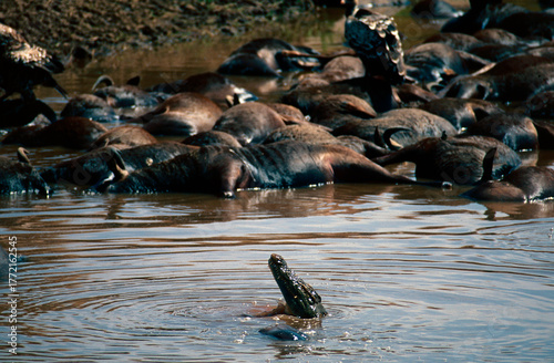 Crocodile and dead wildebeest in the river