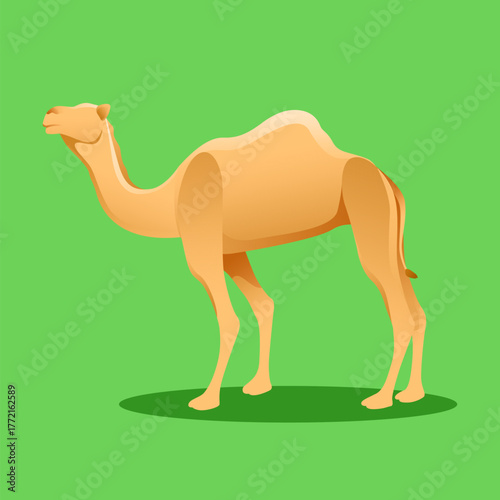 CAMEL GREEN SCREEN ANIMAL QURBAN VECTOR ILLUSTRATION 13