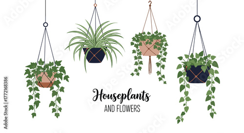 Stylish illustrations of various houseplants like ivy and spider plants in decorative hanging pots, set against a clean white background.