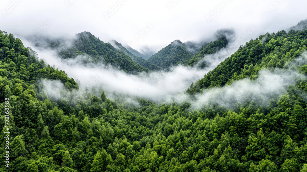 Obraz premium Lush green mountains enveloped in mist create serene and tranquil landscape