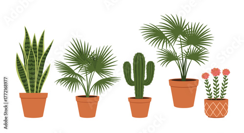 Group of various potted houseplants with snake plant, fan palms, saguaro cactus, and a flowering plant in terra cotta pots on white.
