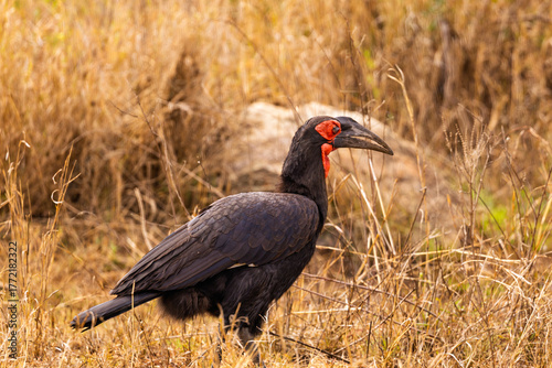 Serengeti National Park, Tanzania: Southern Ground Hornbill in Dry Grassland