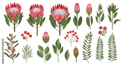 Set of illustrated botanical elements featuring pink protea flowers, red berries, and assorted green leaves on a white background.
