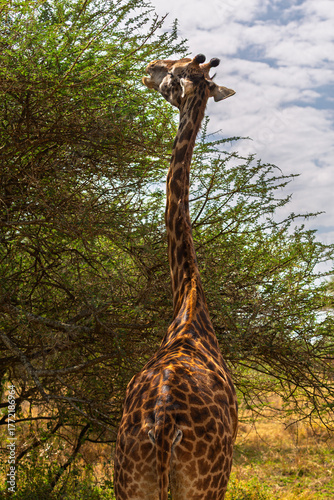Serengeti National Park, Tanzania: Giraffe Browsing on Acacia Tree