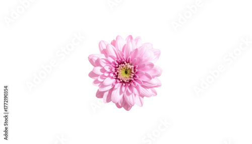 A delicate pink flower with frilly petals and a light green center, set against a stark black backdrop