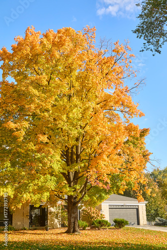 Beautiful tall tree turning vivid colors in my front yard in fall near Minneapolis Minnesota