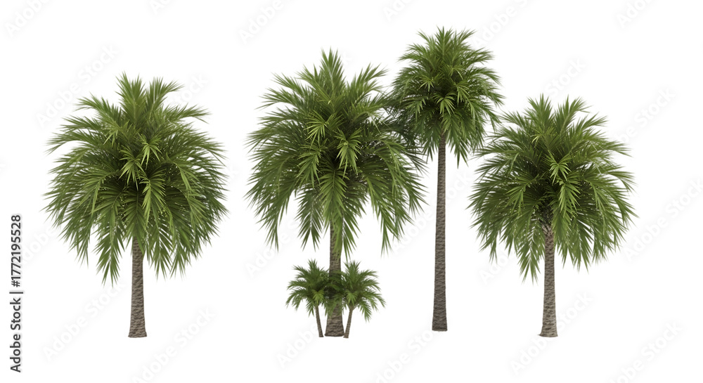 Fototapeta premium Beautiful 3D of canary palm Trees Isolated on PNGs transparent background , Use for visualization in architectural design or garden 90161808 1