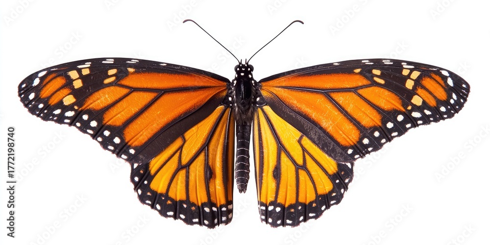 Fototapeta premium A monarch butterfly with orange and black wings, perched on a white background.