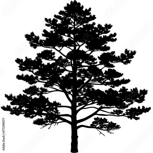 Silhouette of a tall pine tree with detailed branches and needles isolated on white background