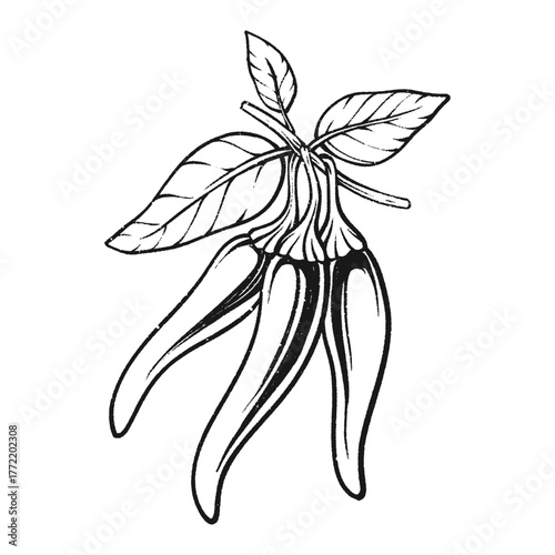 Chili plant with leaf hand drawn vintage