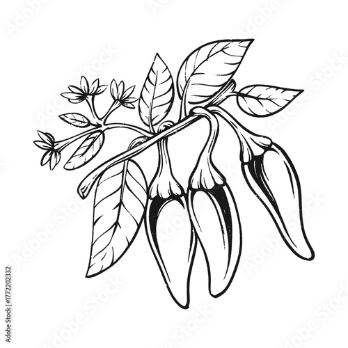 Chili plant with leaf hand drawn vintage
