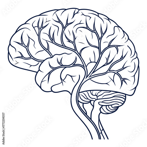 Stylized outline illustration of the human brain showing cerebral cortex cerebellum and brainstem with intricate branching vascular network
