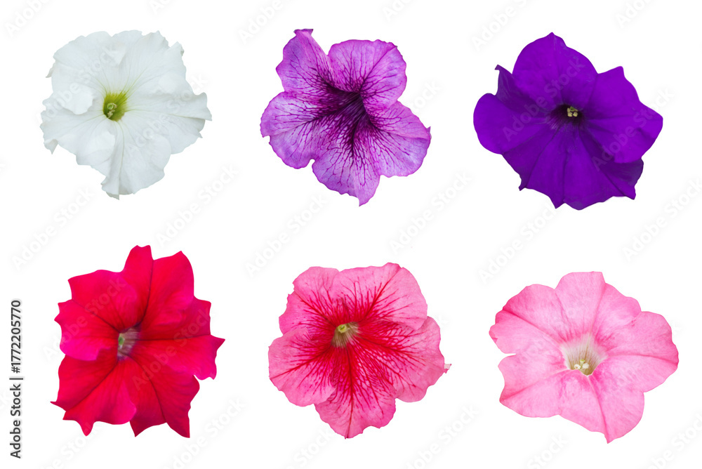 Obraz premium Close-up of several petunias in different colors in full bloom isolated on a png file on a transparent background.