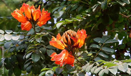 Spathodea (African tulip tree) flowers and buds