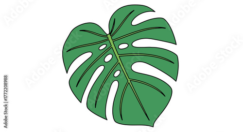 Graphic vector illustration of a single Monstera deliciosa leaf. An exotic botanical symbol for tropical jungle themes and fresh summer concepts