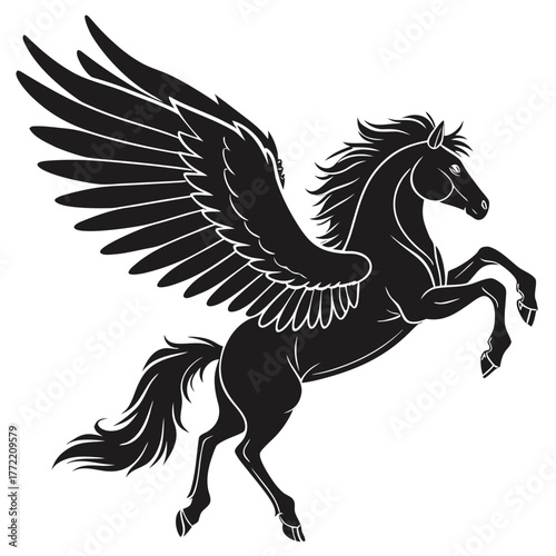 black and white horse