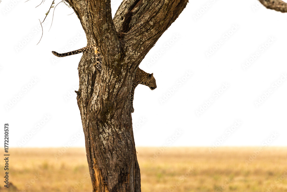 Fototapeta premium Serengeti National Park, Tanzania: A curious leopard descends a tree.