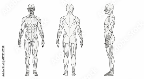 Anatomical illustration set of the human muscular system.