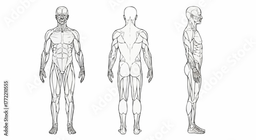 Detailed sketch of male muscle anatomy from front back and side views.