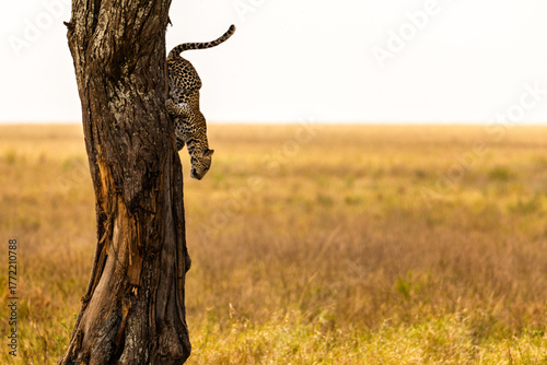 Serengeti National Park, Tanzania: An agile leopard descends a tree on the savanna.