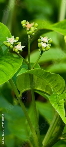 Allophylus and The Hidden Healing Herb