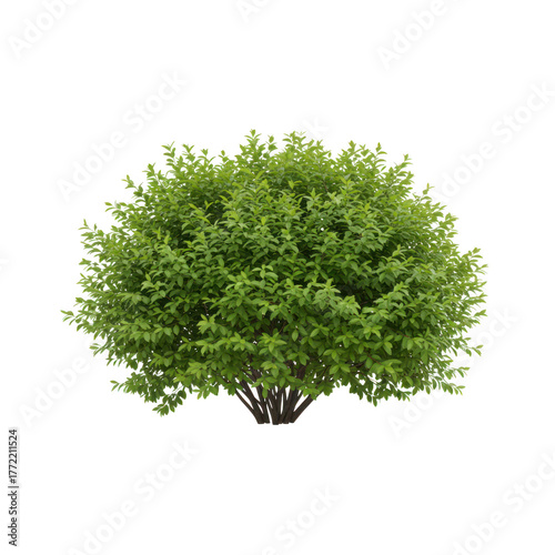 Lush green rounded bush isolated on transparent background