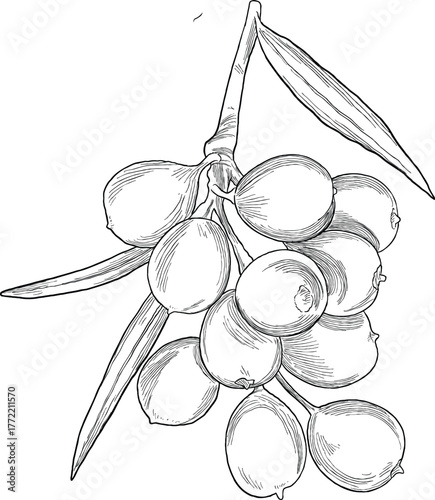 Hand Drawing Botanical Sketch of Sea Buckthorn Berry (Hippophae rhamnoides)
