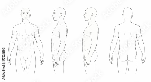 Anatomical Human Figure Study - Front, Side, and Back Views.