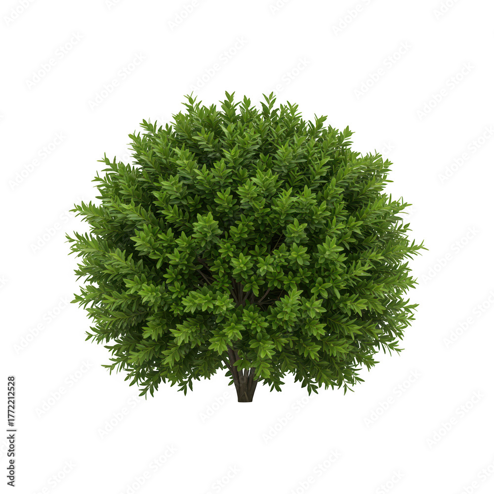 Fototapeta premium Round green bush isolated on transparent background