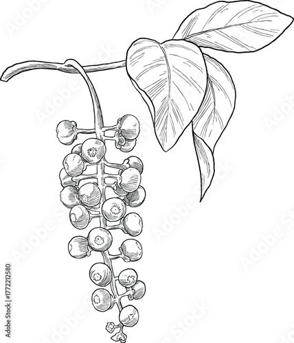 Pokeberry Botanical Hand Drawing Sketch Illustration