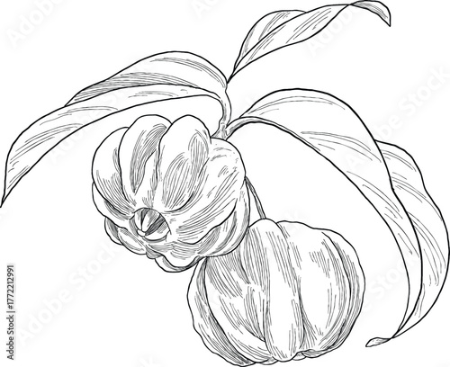 Surinam Berry Botanical Sketch Illustration