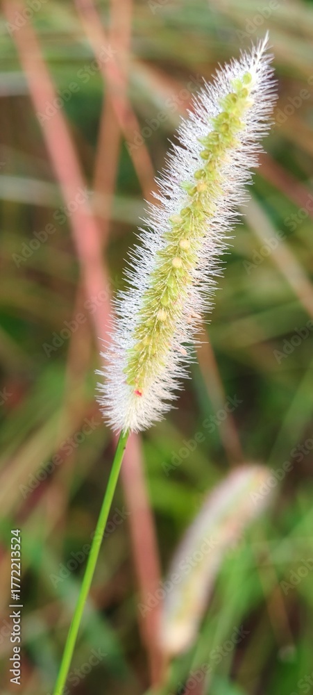 Obraz premium Foxtail Grass – The Graceful Dance of Nature