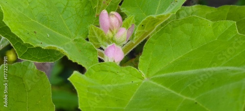 Chelone Plant: The Hidden Beauty of Turtlehead Flowers