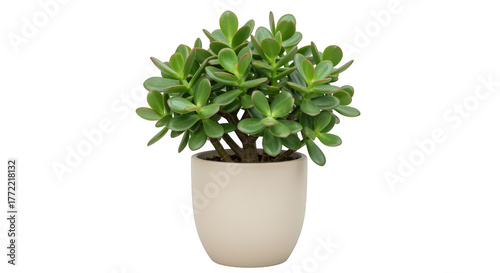 Crassula ovata jade plant in a white pot isolated on transparent background